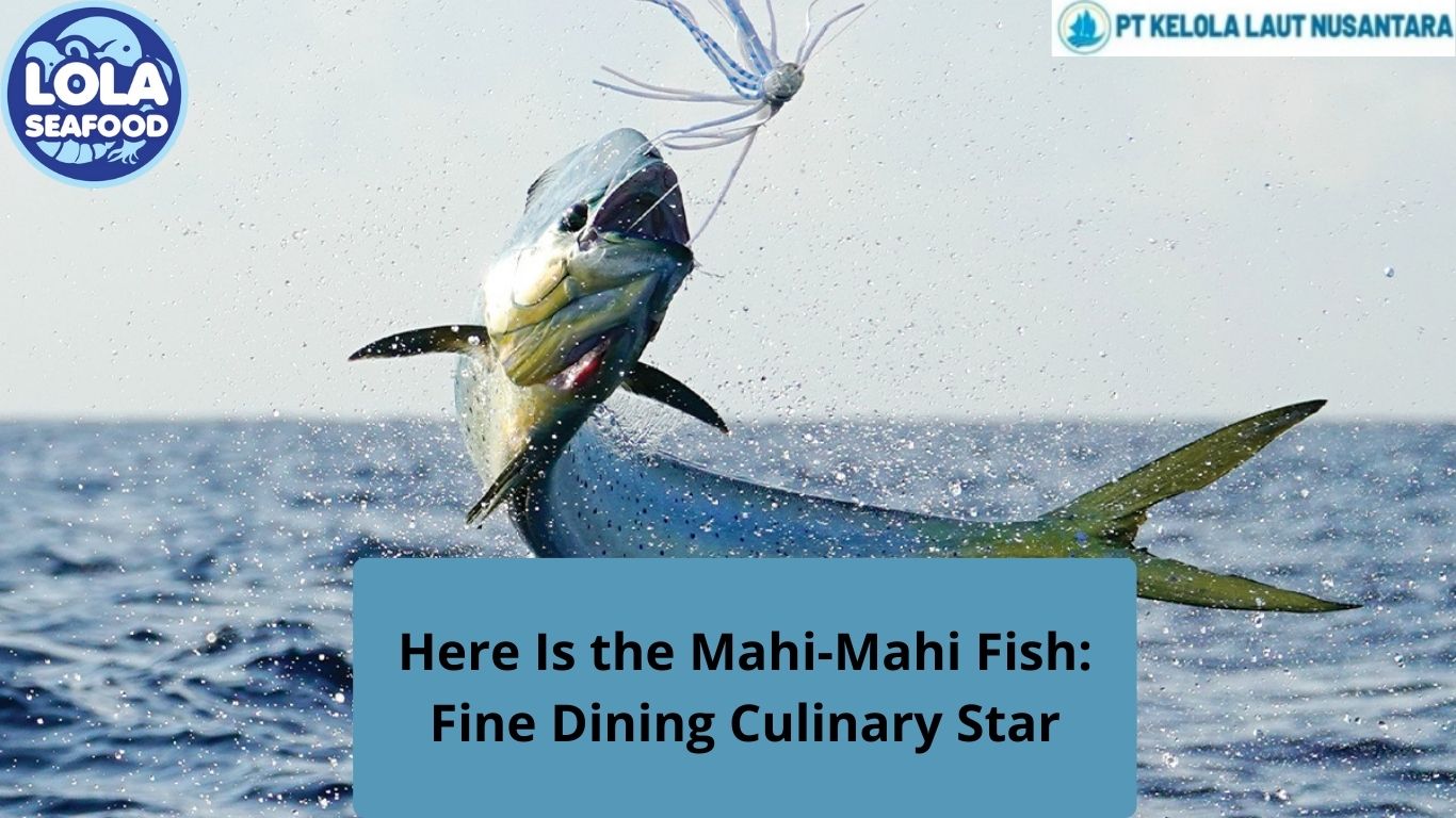 Here Is the Mahi-Mahi Fish: Fine Dining Culinary Star